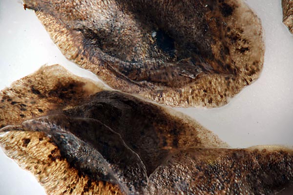 Aloe vera seeds with reversed Pentax 67 55 mm f/4 lens with a Nikkor 55-200 mm f/5.6 tube lens with Zerene Stacker DMap stack of 11 images